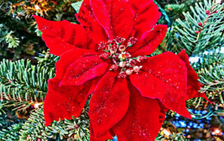 POINSETTIA